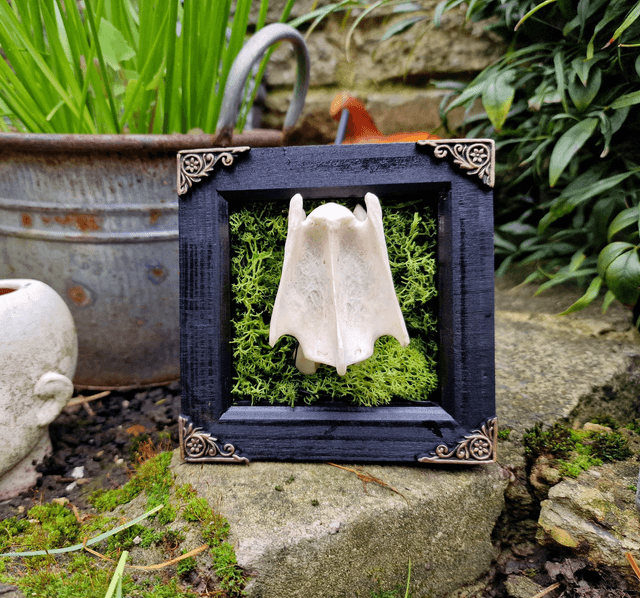 Deer Vertebrae & Moss Frame Natural