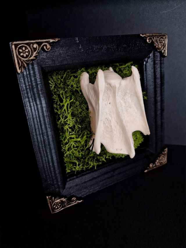 Deer Vertebrae & Moss Frame Natural