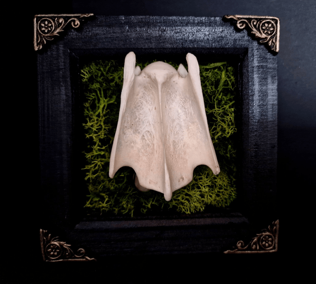 Deer Vertebrae & Moss Frame Natural
